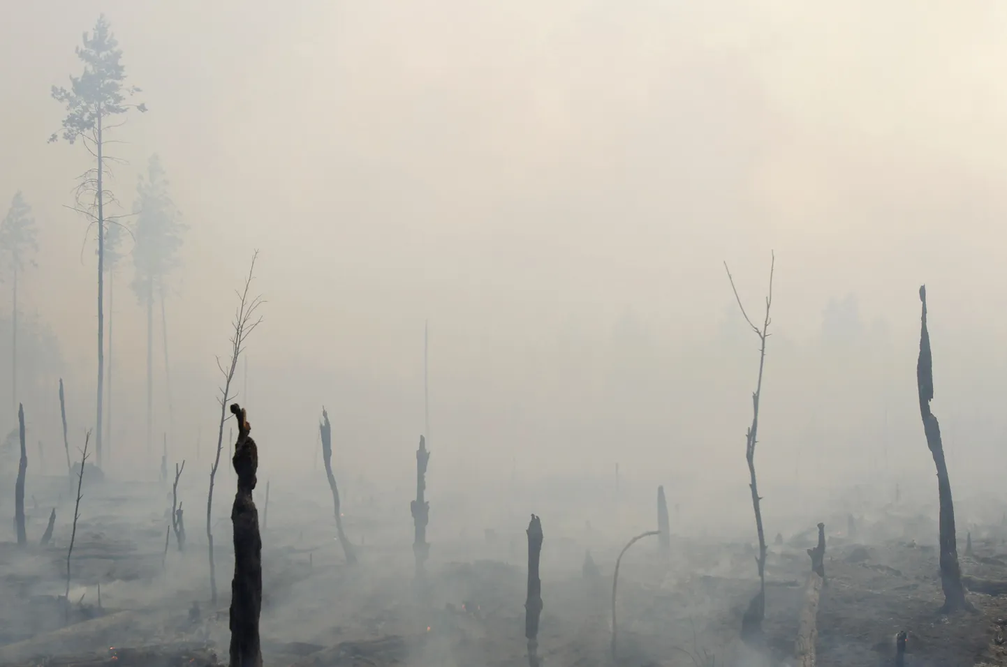 Põlenud mets Rjazani oblastis
