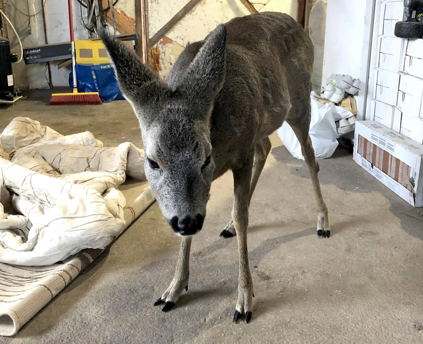 Keskkonnainspektsioonile on väidetud, et kitse seisund olnud nii halb, et püsti ta seista ei suutnud. Jõesuude garaažis, kuhu tall metsloomaühingu vabatahtlikku oodates toodi, tehtud foto osutab, et siiski suutis.