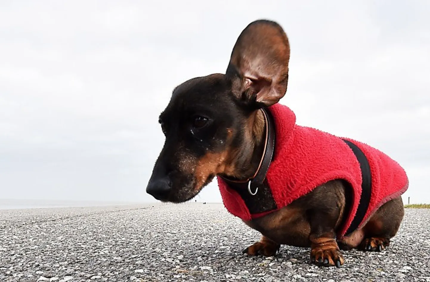Raksta foto