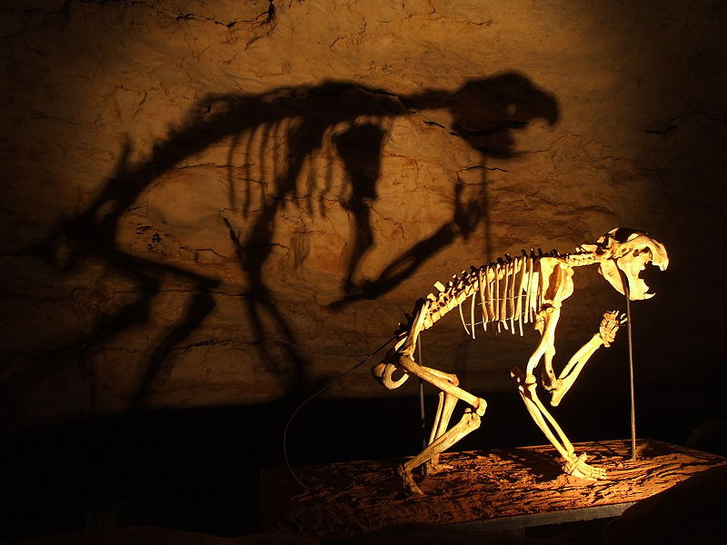 Austrālijas somainā lauvas skelets