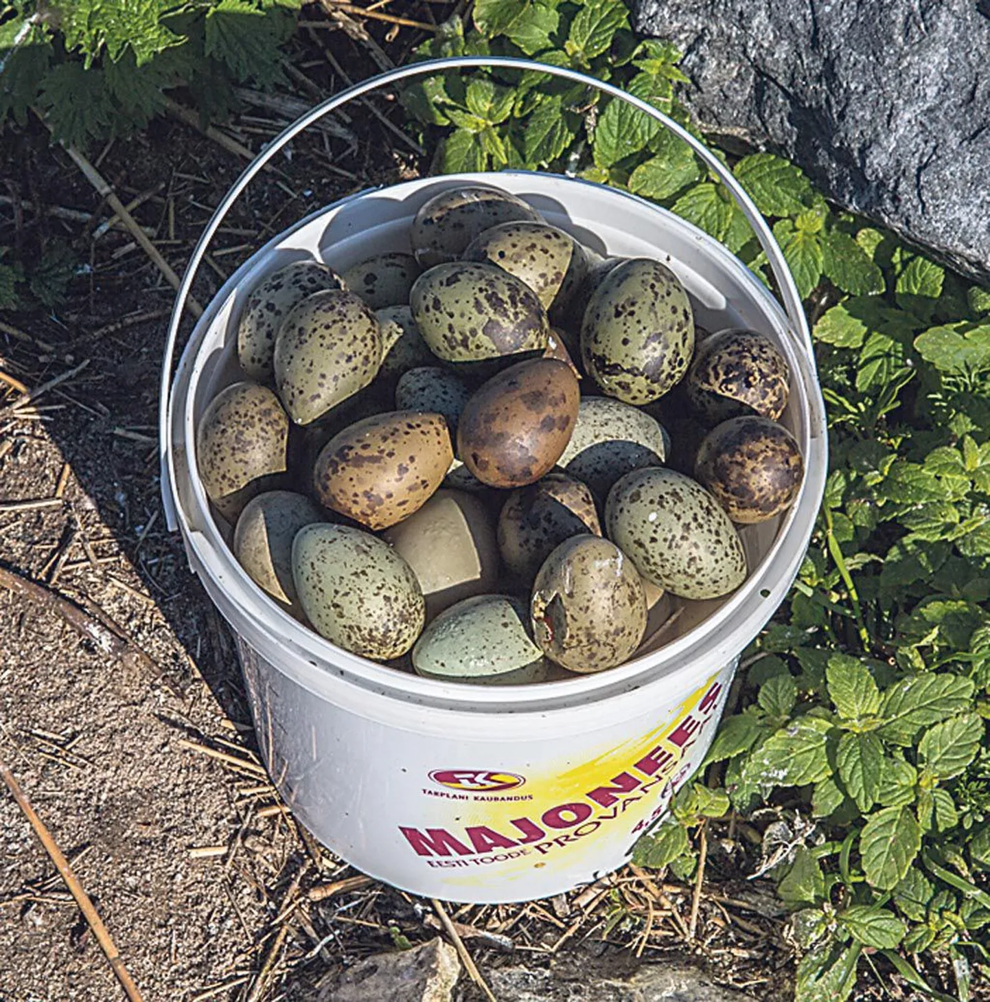 Umalaiu kaitsealalt leitud ämber pesadest korjatud linnumunadega.