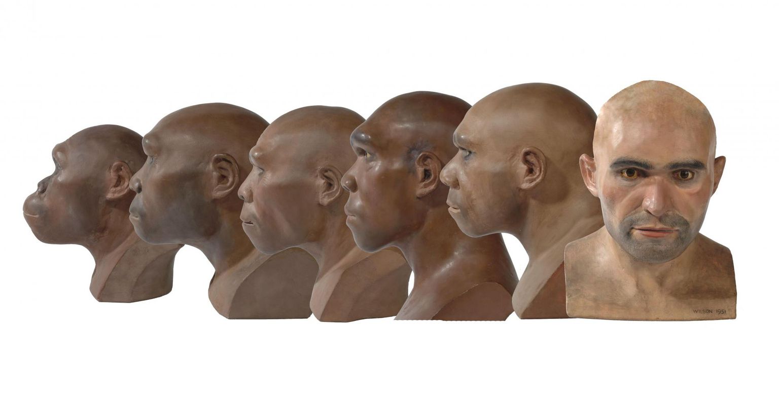 Vasakult australopiteekus, varane Homo erectus (Jaava inimene), hiline Homo erectus (Pekingi inimene), Homo heidelbergensis (Rodeesia inimene), neandertallane ja Homo sapiens (kromanjoonlane) Maurice Wilsoni järgi.