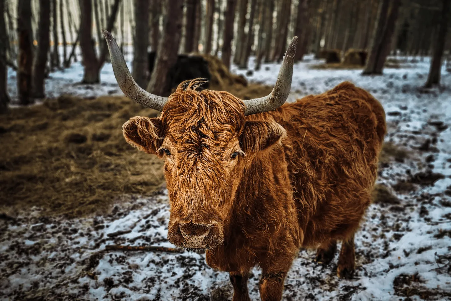 Raksta foto