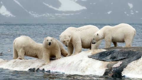 Norra kaalub piirangute kehtestamist Svalbardi külastavatele kruiisilaevadele