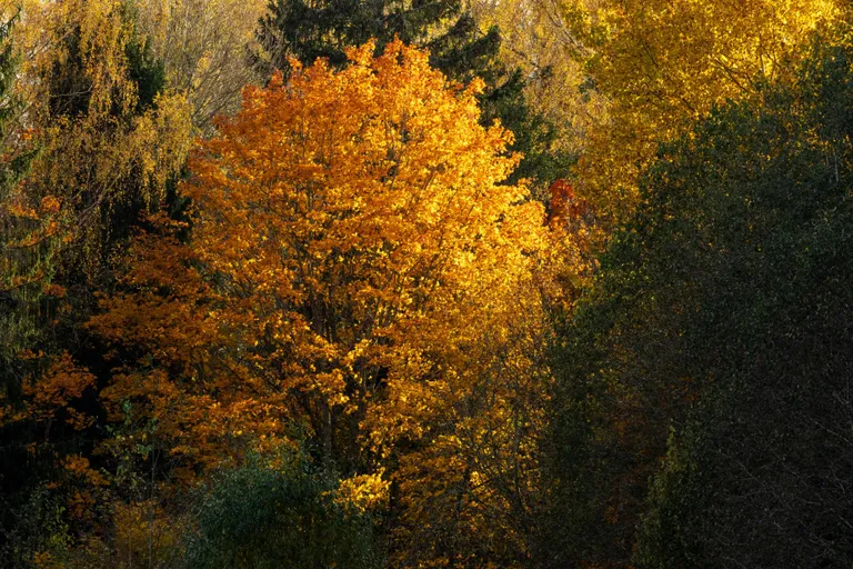 Vahtrad on nädalaga värvunud nii kollaseks, oranžiks kui punaseks.