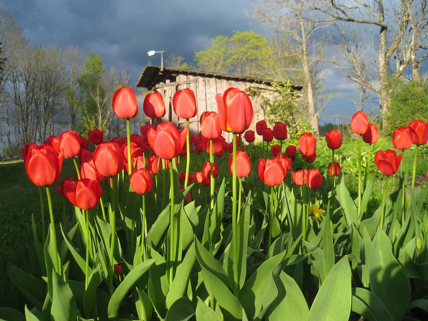 Kevad. Tumedad äikesepilved koos silmapaistavate, punaste tulpidega.