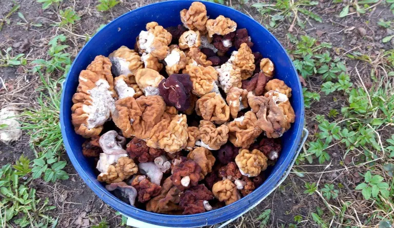 Selline nägi välja Marje Mürgi ämber pärast kevadist seenelkäiku.