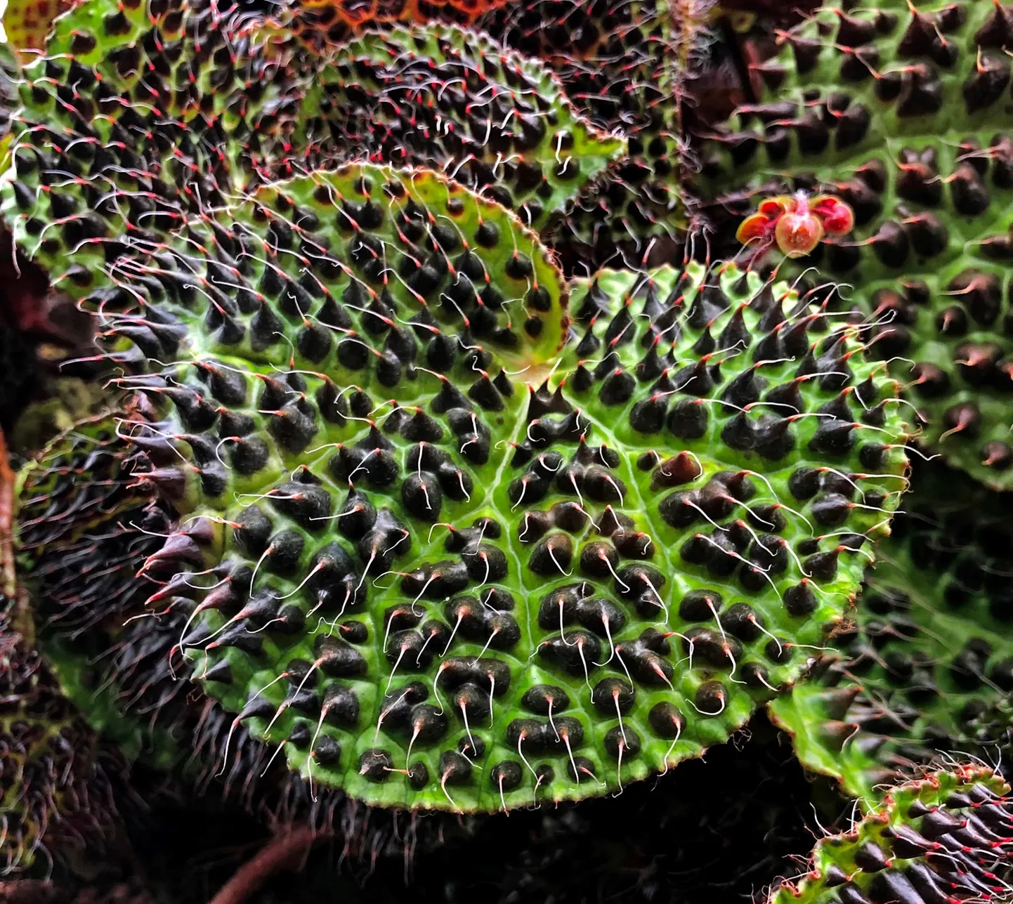 Ähvardav begoonia (Begonia melanobullata).