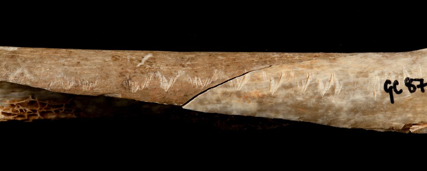 Inglismaalt Somersetist leitud 15 000 aasta vanustel inimjäänustel on näha kannibalistlike rituaalide jälgi.