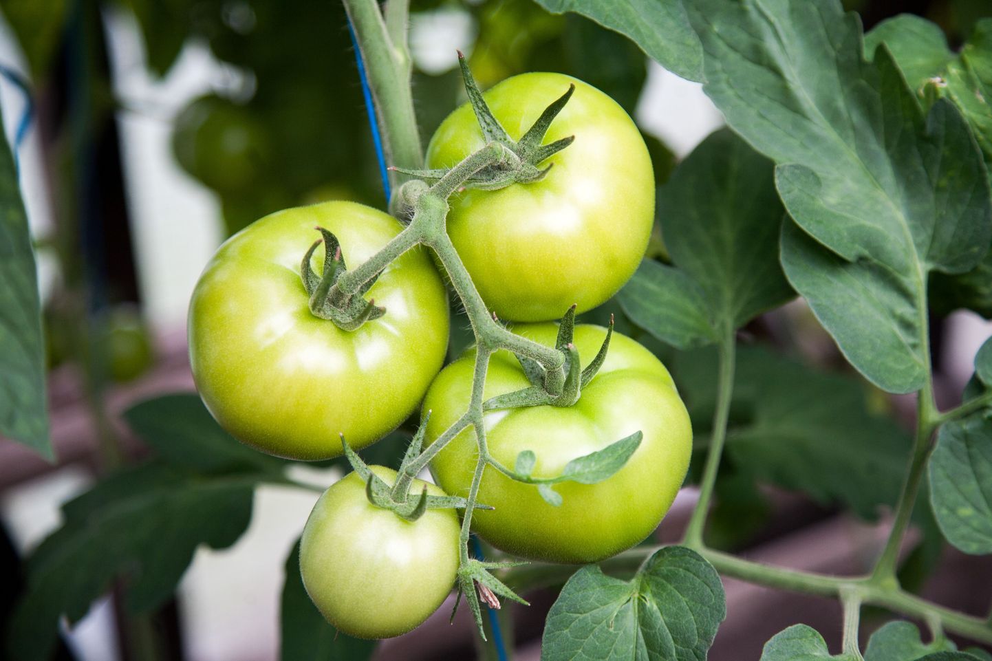 Rohelised tomatid korja taimelt koos viljavarrega või lõika koos kobaraga, sest nii säilivad need paremini ja järelvalmivad kiiremini.