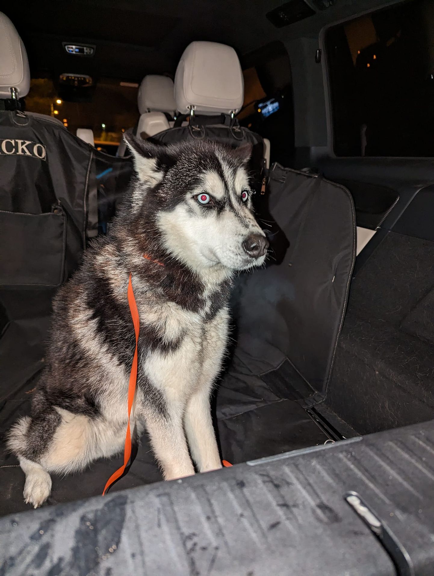 Haskit meenutav koer eksles Türil ja abivalmid politseinikud võtsid ta oma hoole alla.