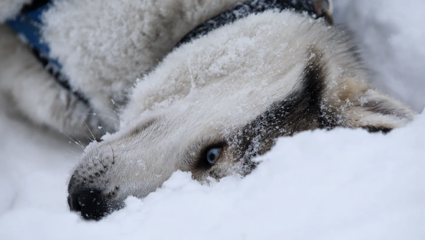 Kanada politsei uurib olümpiamängude huskyde tapmist