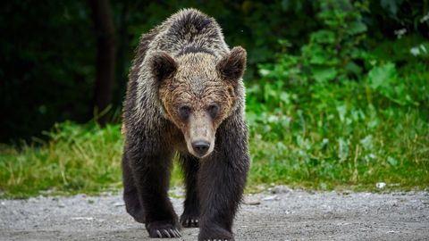 Жительница Беларуси погибла в Словакии, спасаясь от медведя