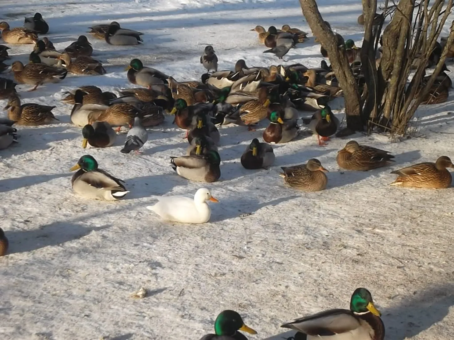 Pärnu linnavalitsuse hoone kõrval Vanapargis patseeris täna pärastlõunal valge part.