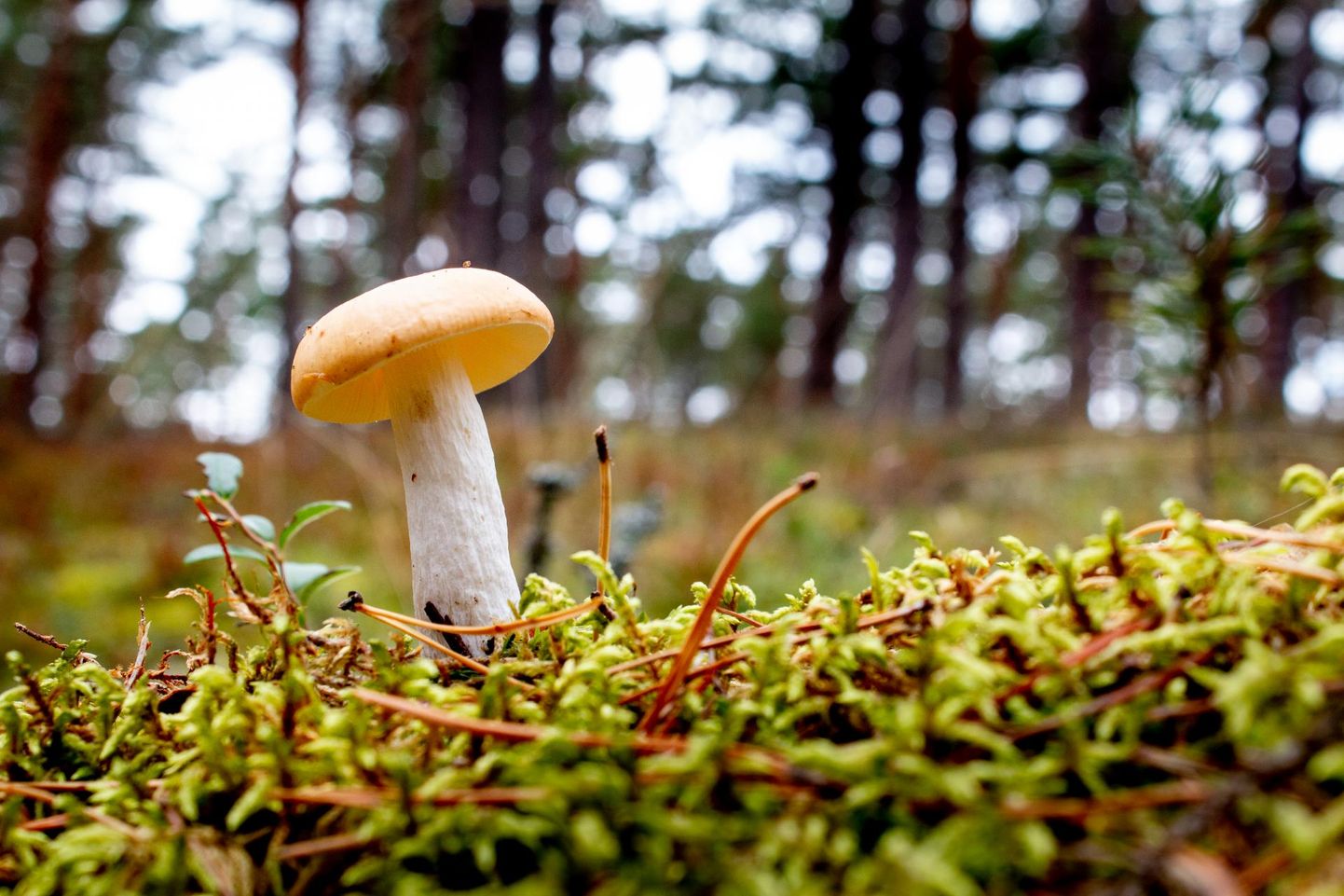 Неизвестные грибы оставляйте в лесу.