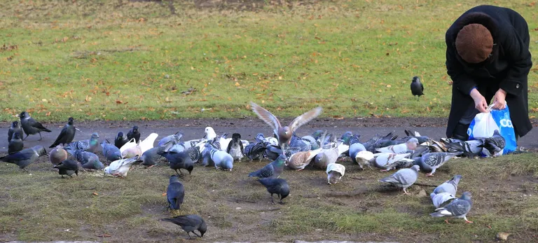 Tuvitädi Annelinna majade vahel.