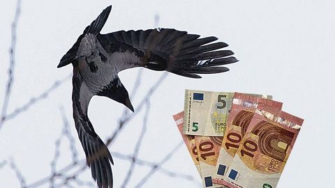 Ущерб в 4000 евро: птица испортила пометом картину художника XVII века