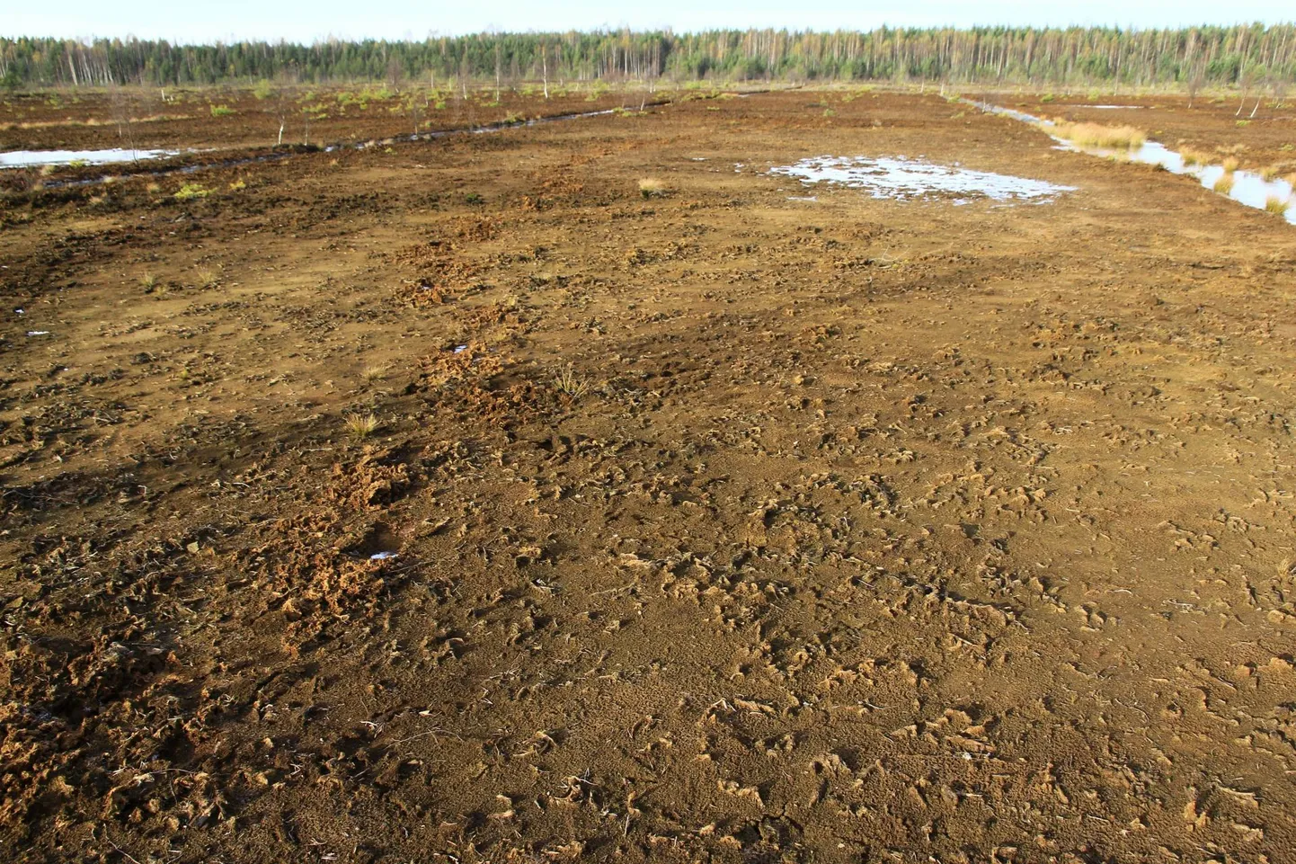 Jääksoo Viru rabas ligikaudu 25 aastat pärast turbatootmise lõppu ja enne korrastamist.