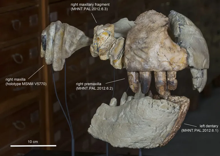 Avastatud dinosauruse lõugade rekonstruktsioon.