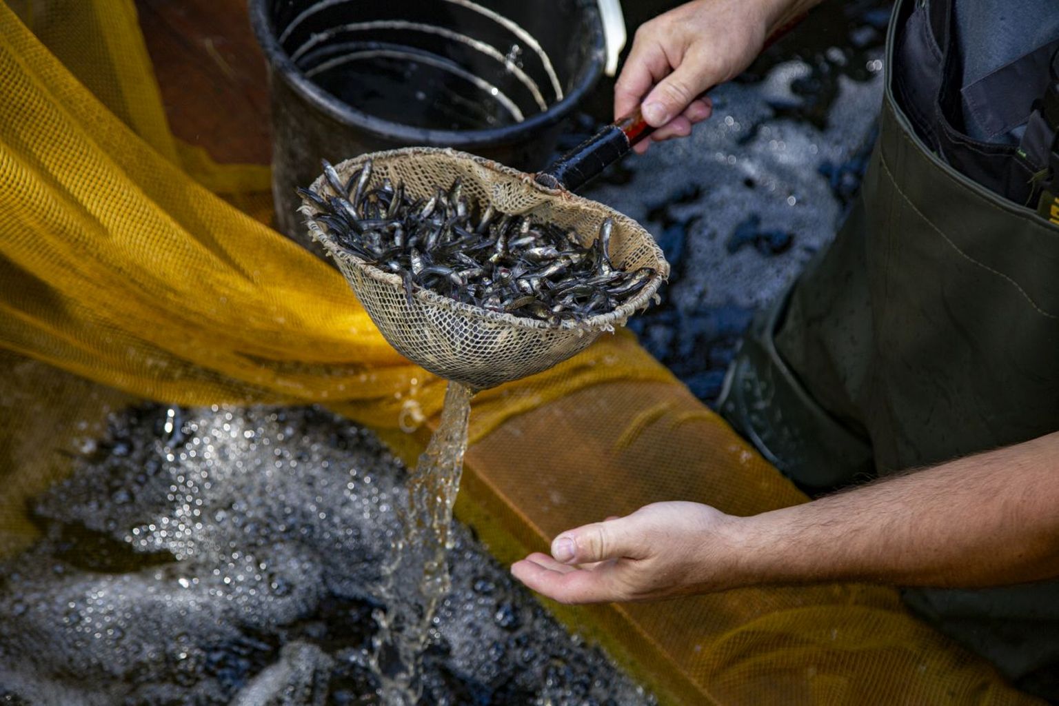 Zinātniskā institūta "BIOR" Tomes zivjaudzētavas zandartu mazuļi, kas tiks ielaisti Daugavā, turpinot AS "Latvenergo" zivju resursu kompensācijas pasākumus.