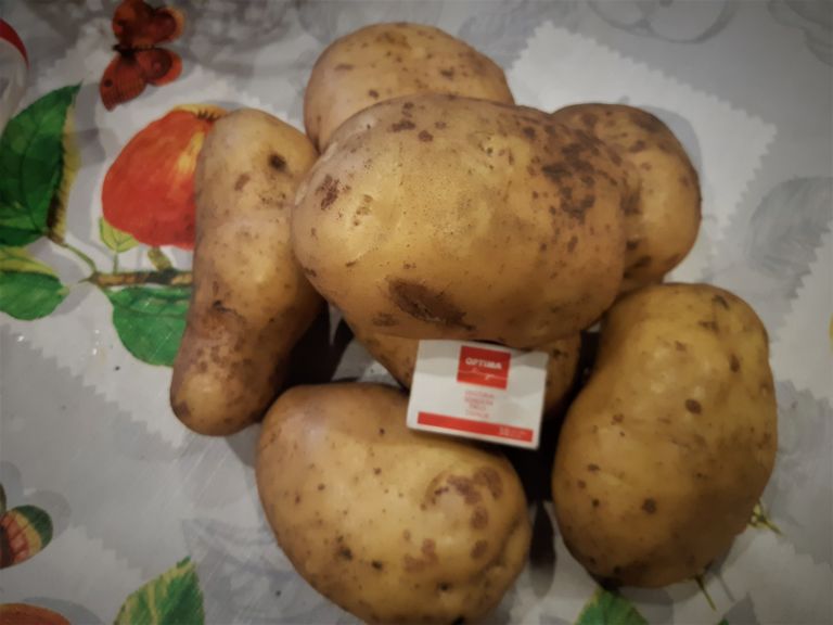 Крупный картофель!