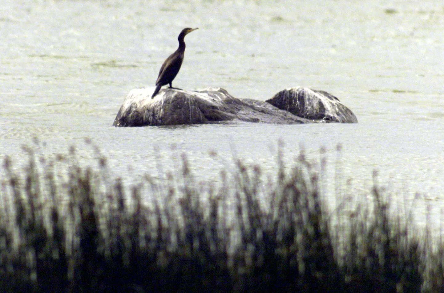 Kormoran Pärnu lahes.