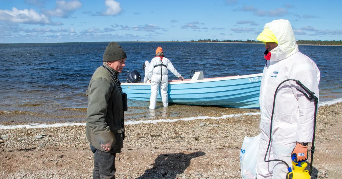 Õlitajad ei leidnud laiult ühtegi muna. “Me ei näinud isegi munakoori!”