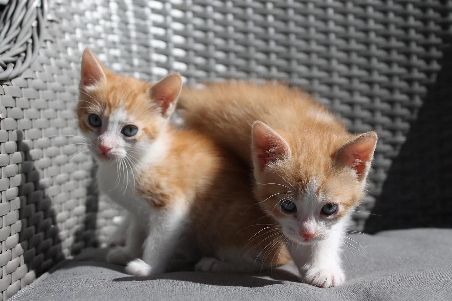 Котята (иллюстративное фото).