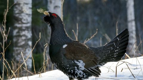 Kevadine metsis: looduse müstilise mängu nauditsamine