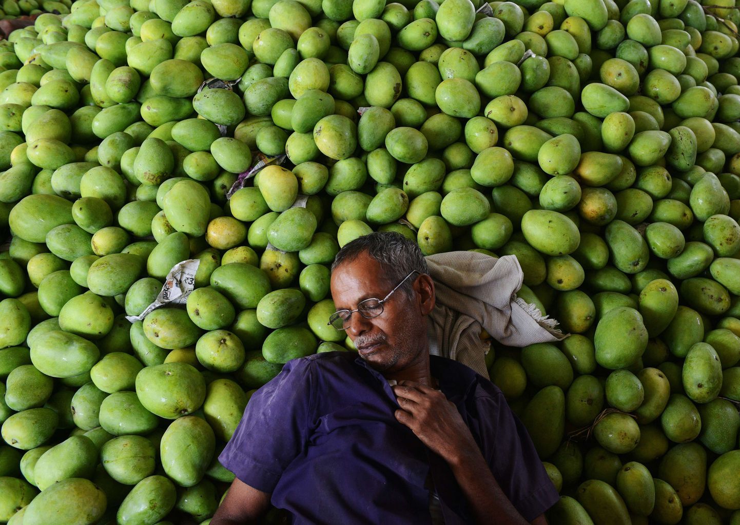 India tööline puhkab mangokuhja otsas.