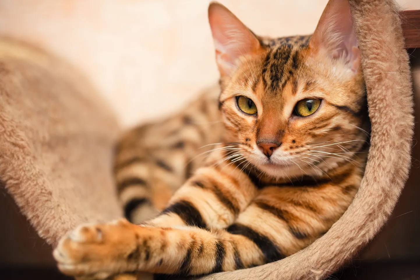 Кошка. Иллюстративное фото.