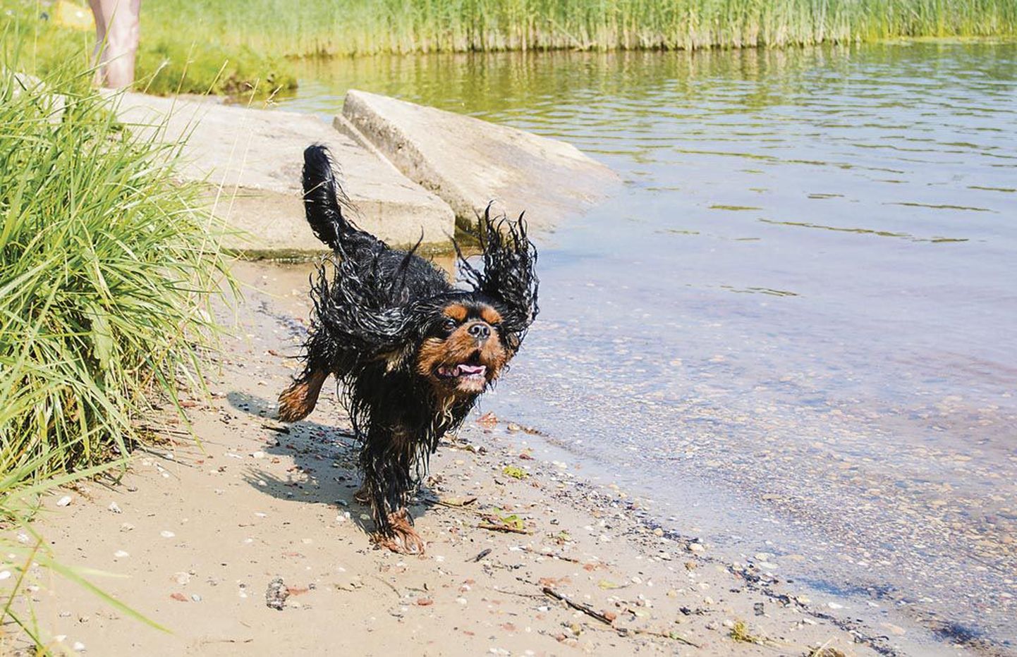 Pärnu jõe vasakkaldal Papiniidu silla juures on väheliivane suplusala, kus pikakarvalistel koertel on mõnusam muretult lustida.