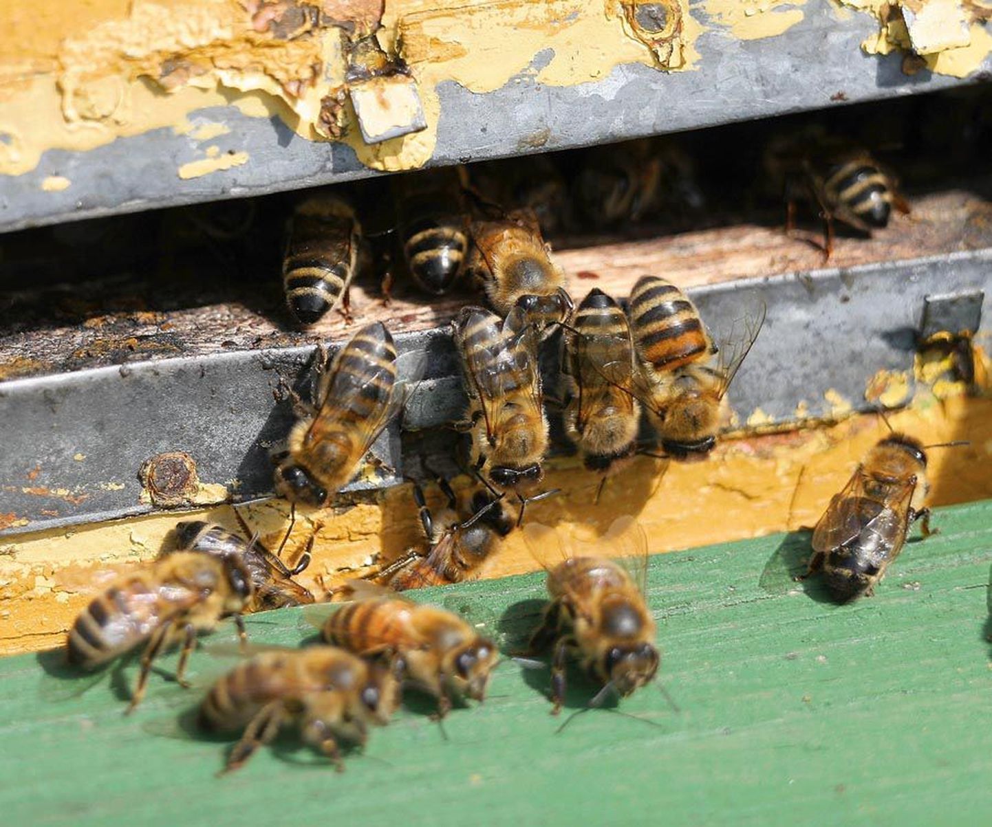Mesilased kaitsevad oma pesa elu hinnaga.