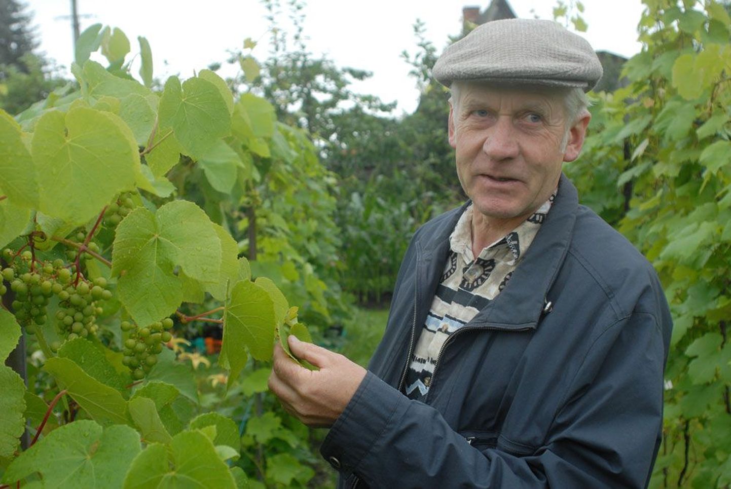 Eestis sobib viinamarjale kõige enam Pärnu lahe ümbrus, sest seal on pikk ja soe suvi, ütleb viinamarjakasvataja ja õppejõud Jaan Kivistik.