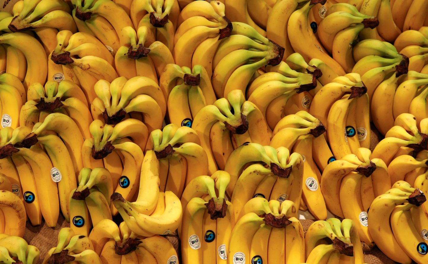 Бананы. Иллюстративное фото
