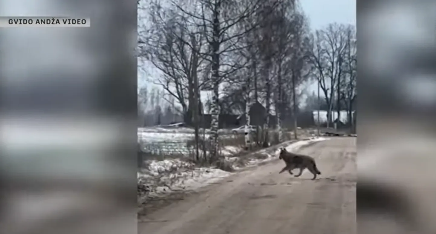 Волки в Балвском крае. Кадр репортажа LTV
