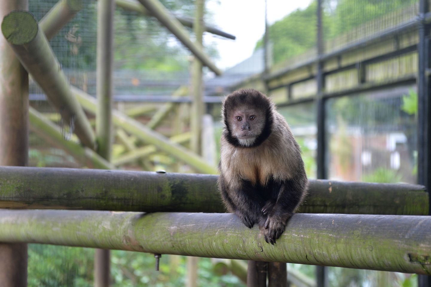 Three-year-old capuchin monkey named Romany.  This cheeky monkey left animal keepers in stitches after reaching through it's enclosure - to take a SELFIE.  See NTI story NTIMONKEY.  The hilarious snap shows three-year-old capuchin Romany inquisitively looking at the camera after he managed to take the picture on an iPhone last weekend.  Keepers at Birmingham Wildlife Conservation Park couldn't believe their eyes after finding the image on the mobile belonging to volunteer Rebecca Linarts.  As Rebecca, from Polesworth, Warks., had tried to take a picture of the adorable animal, Romany reached out and inadvertently pressed the button.  Romany has since become a local celebrity at the park after visitors were left amazed with the primate's impressive camera phone skills.