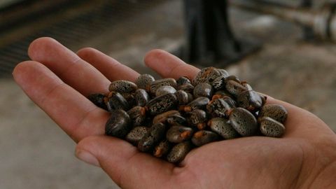 Itaalia mõrvauurimine: jõuluaja mürgitus oli planeeritud kuritegu