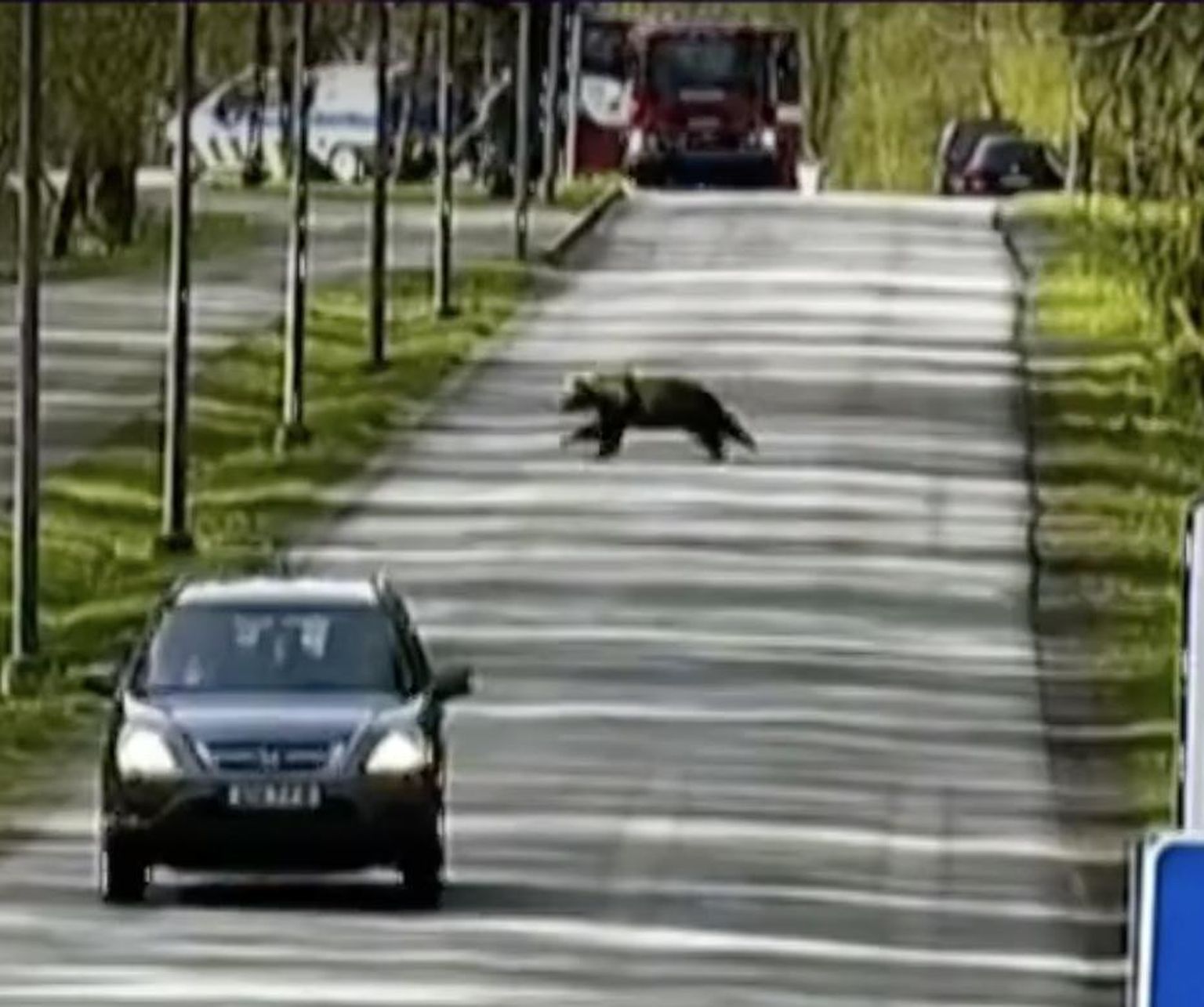 Медведь перебегает дорогу в Таллинне.