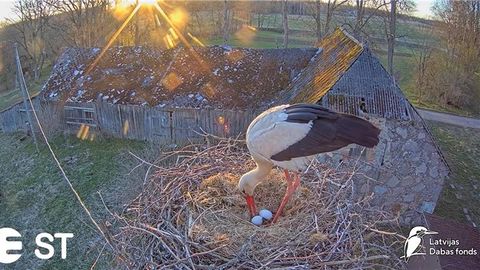 VIDEO ⟩ Tiešraidē vērojamā Tukuma stārķu pāra ligzdā izdēta otrā ola