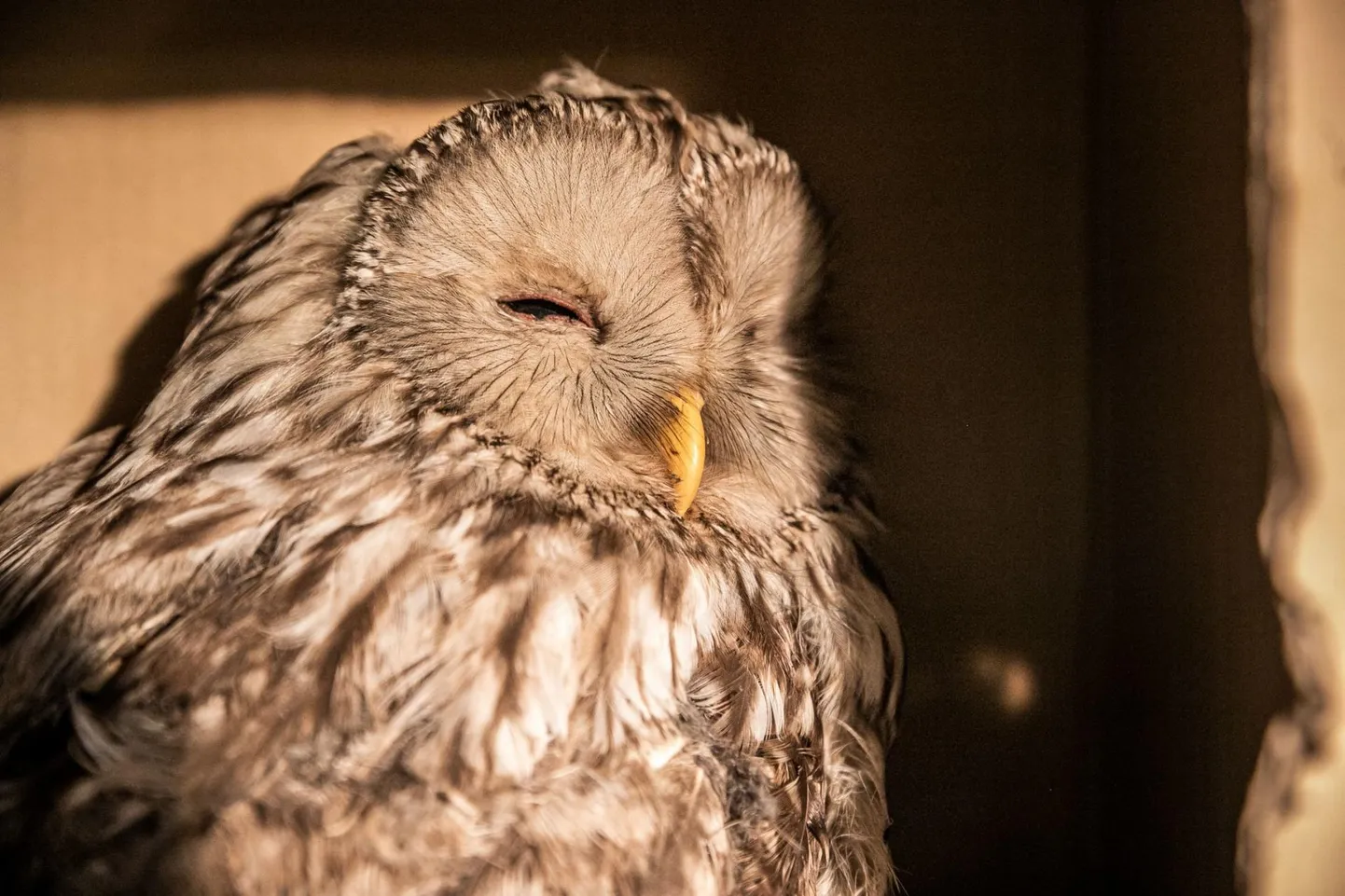 Pärnus hätta jäänud kakule kutsuti appi päästjad. Foto on illustreeriv.