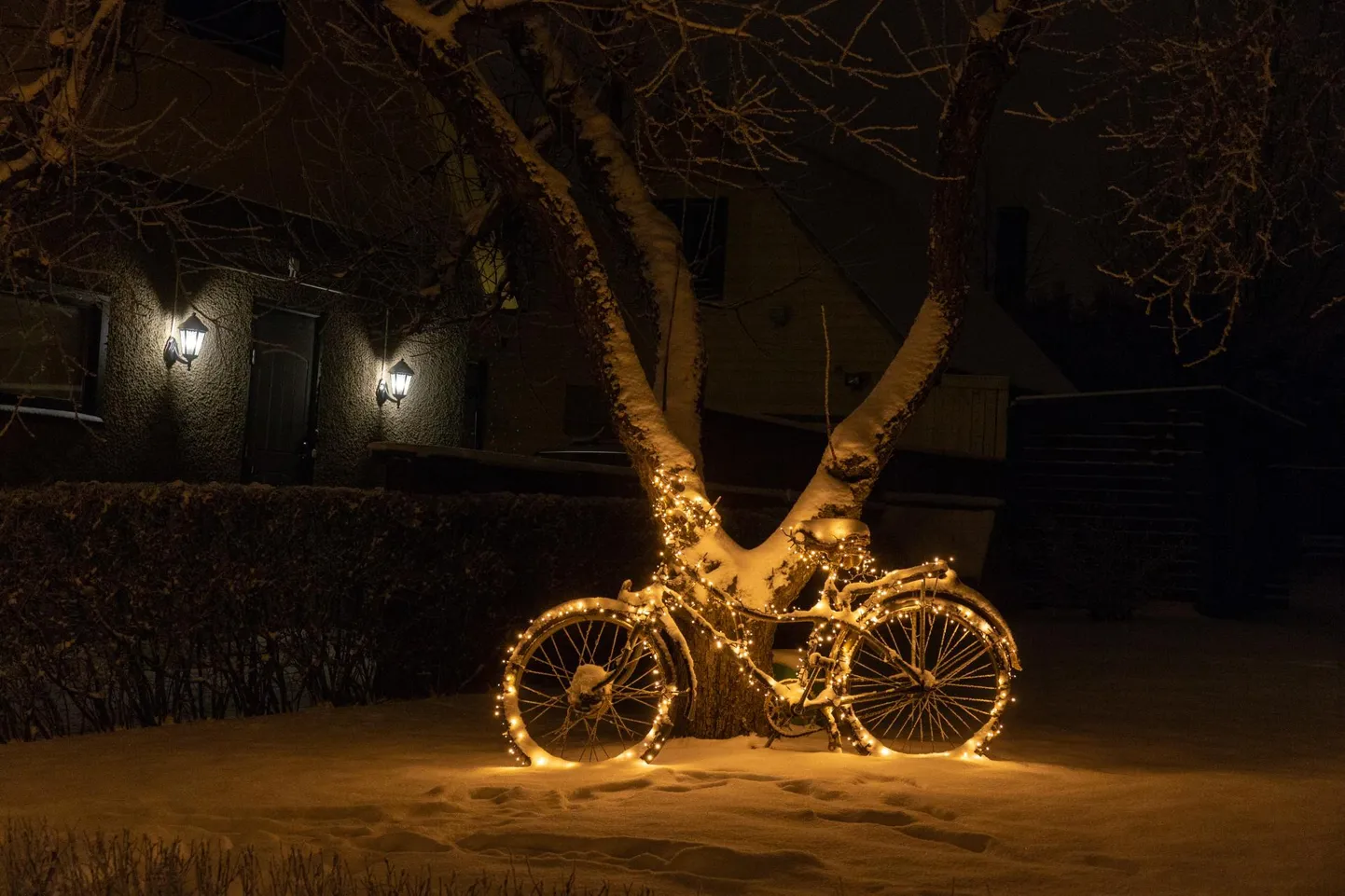 Jõulutuledega ehitud jalgratas.