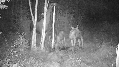 Haruldane vaatepilt Põlvamaal: rajakaamera ette jäi põdralehm kolme vasikaga