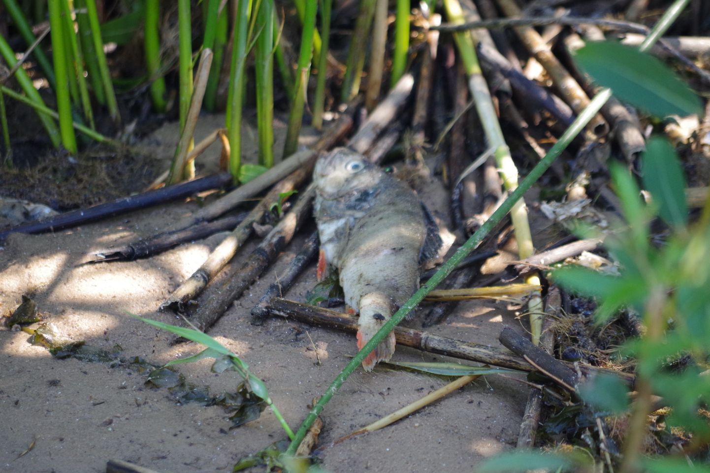 Surnud kala Peipsi rannas. Pilt on illustratiivne