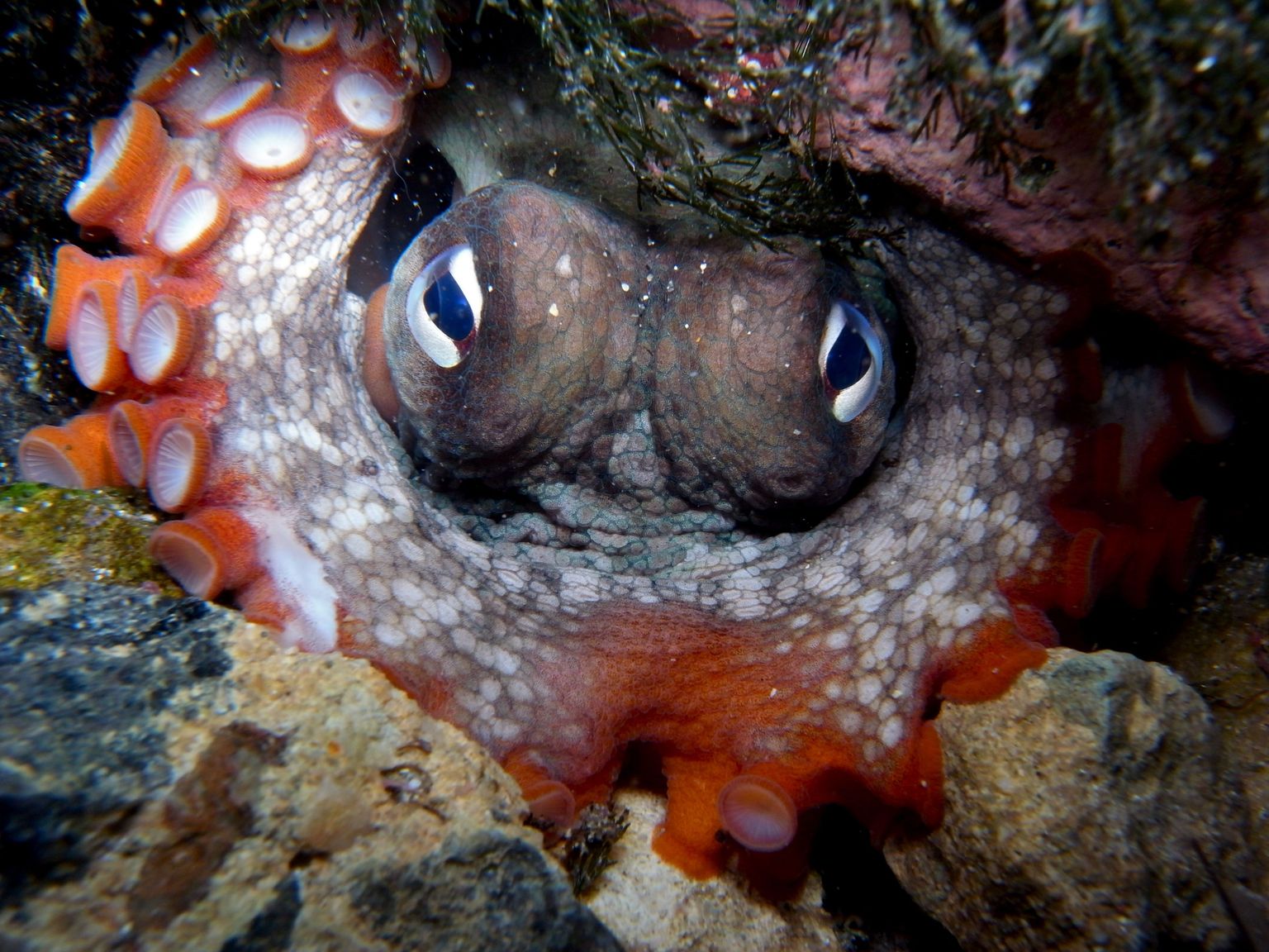 Kaheksajalg Octopus tetricus.