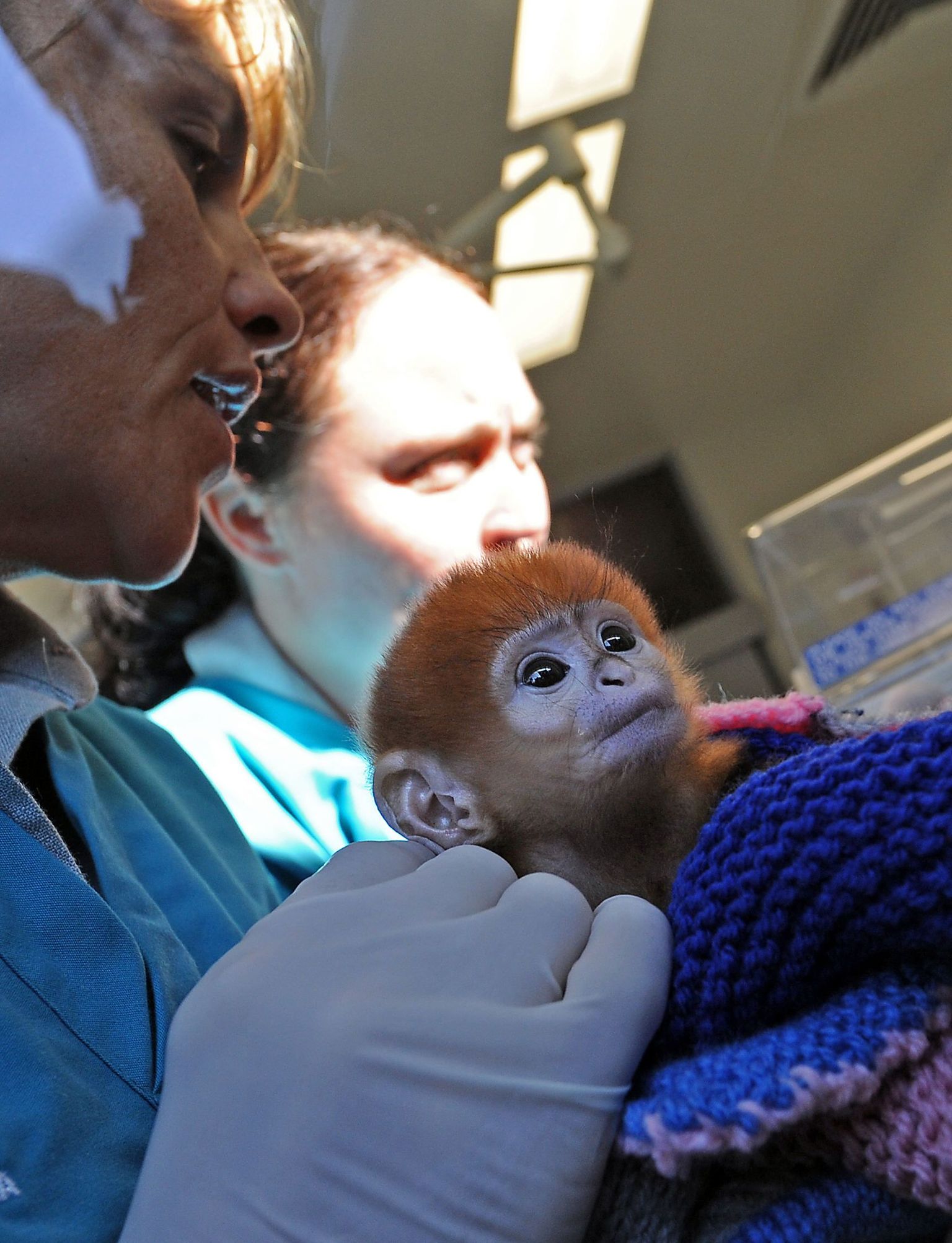 В зоопарке Сиднея родилась рыжая обезьянка.