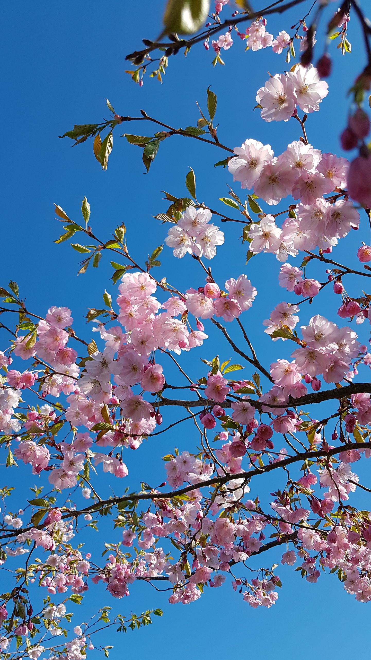 Õitsevad kirsipuud Türi tehisjärve ääres.