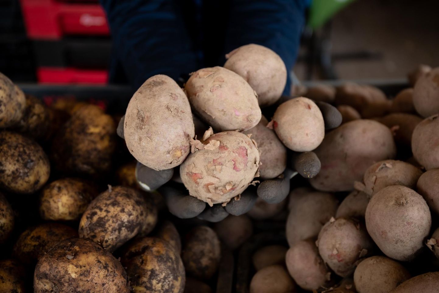 «Laura» kartulisordist võib teha kõiki kartuliroogi ja ta ei lagune keetmisel.
