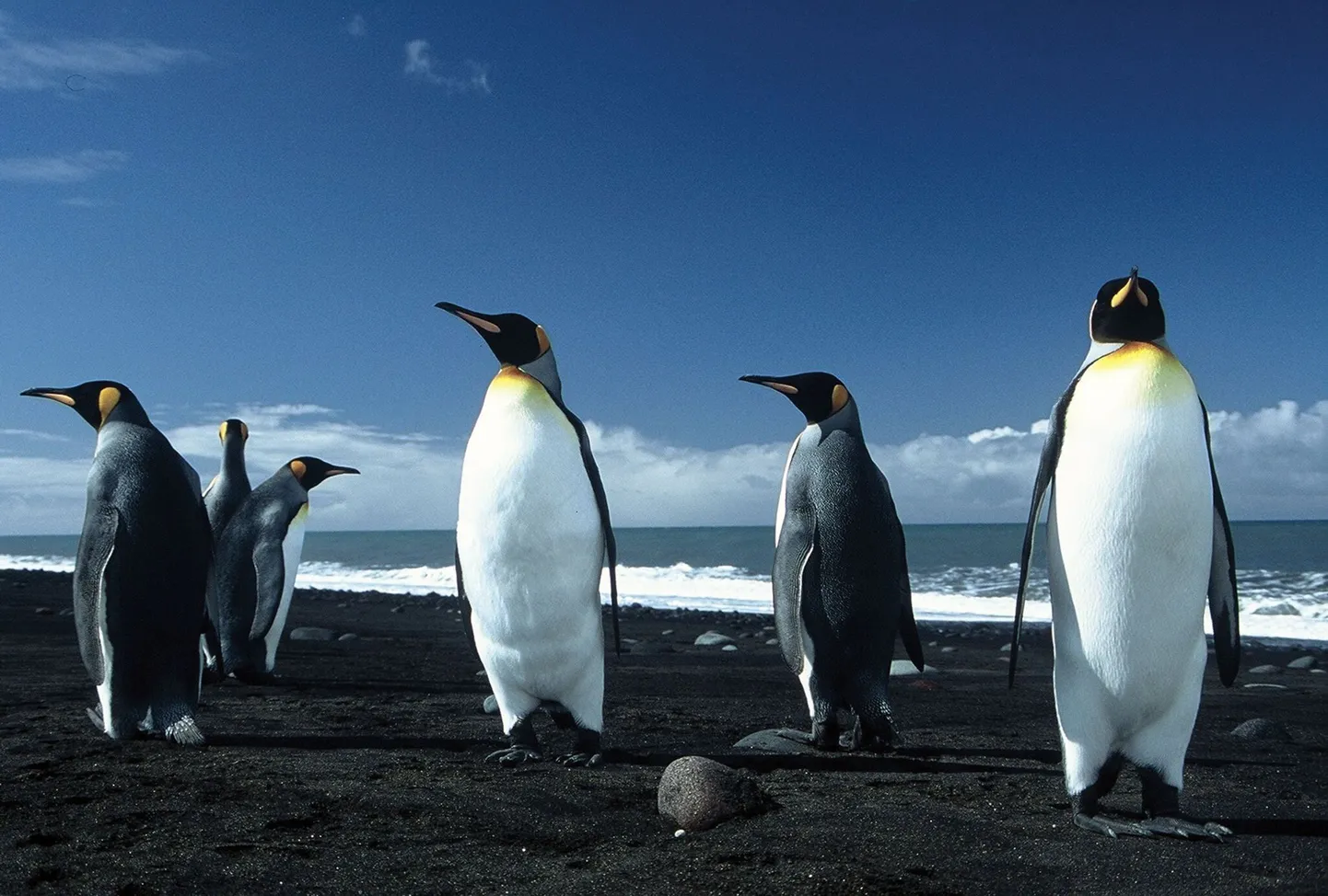 Algklassidele õpetatakse homosuhteid pingviinide abil