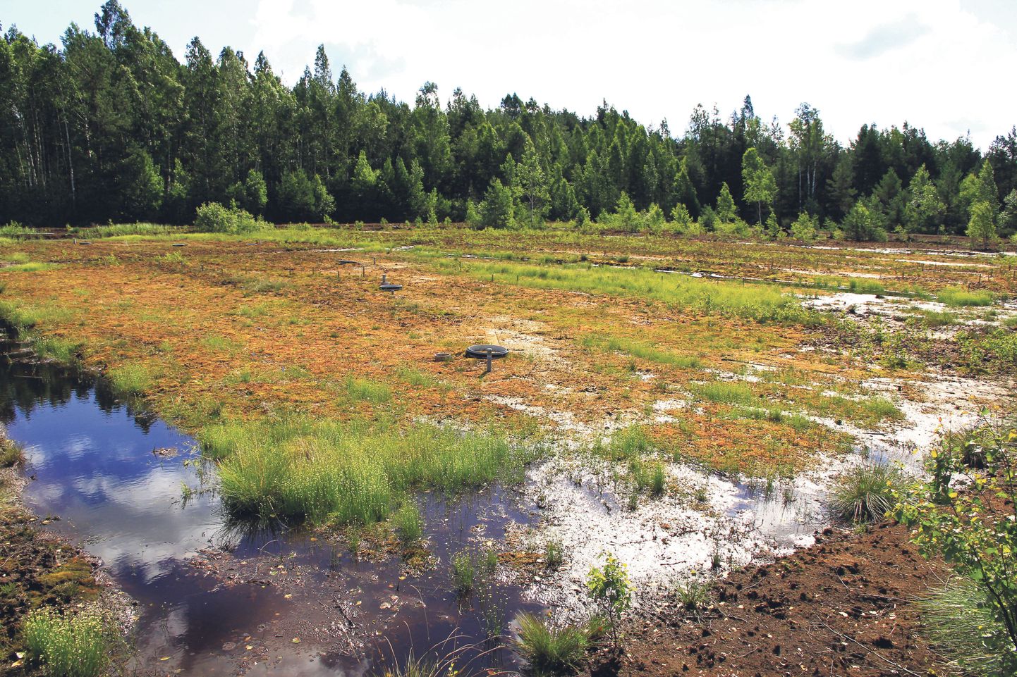 Viljandimaale Tässi rappa rajasid teadlased 2012. aasta kevadel katselapi, kus kasutati nn Kanada meetodit. Mullu juulikuus kattis samblafragmentide ja põhuga kaetud pinnast ilus rohetav samblavaip.